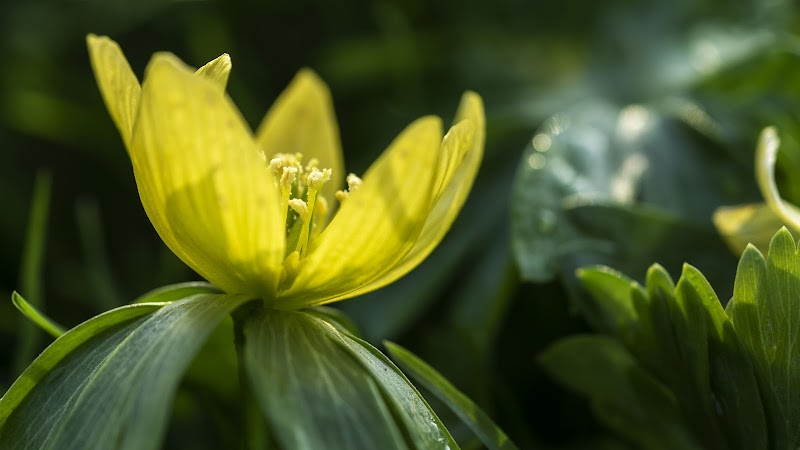 Von Siebold gedenktuin