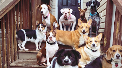 Barkmore In The Country, LLC