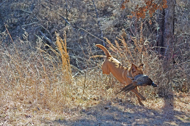Bluestem Hunting - Photo 5