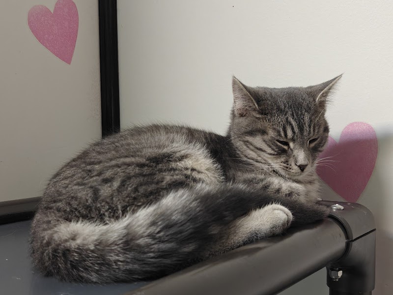 Beans Cat Cafe photo 4