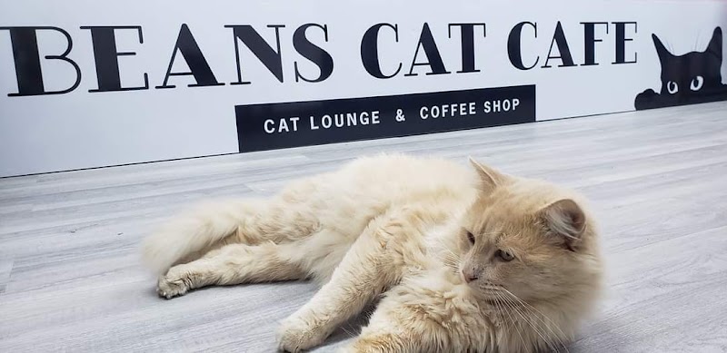 Beans Cat Cafe photo 3