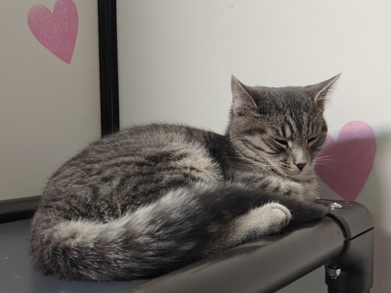 Beans Cat Cafe photo 4