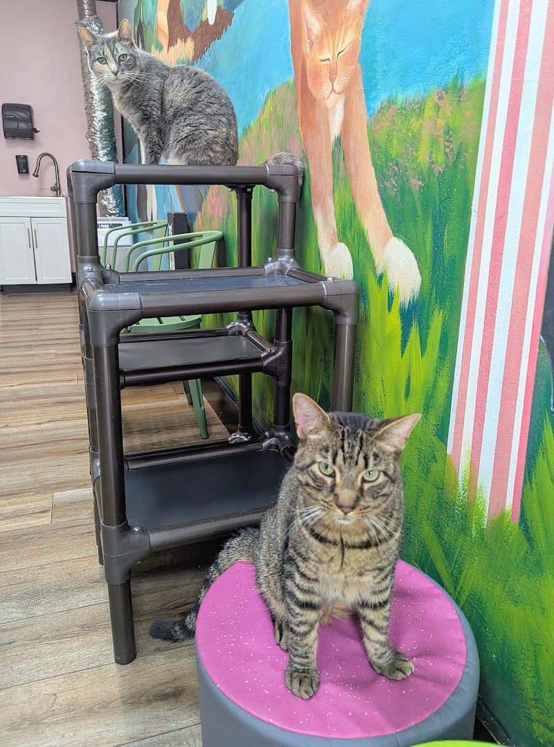 Beans Cat Cafe photo 4
