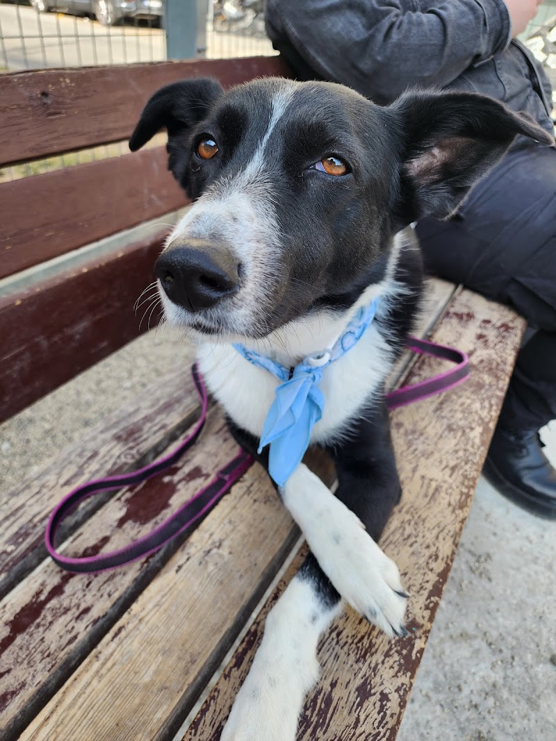 Clínica Veterinaria L'animalari - Barcelona