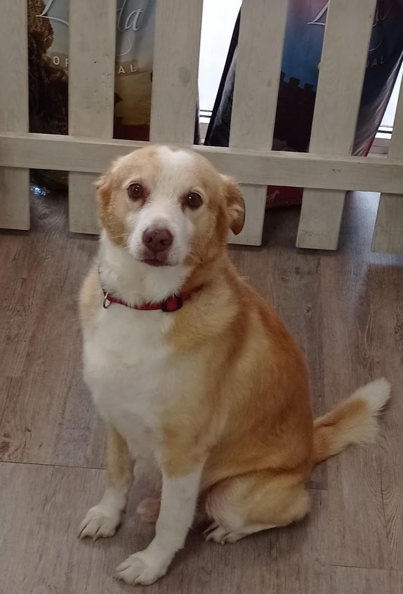 Clínica Veterinaria Anida photo 5