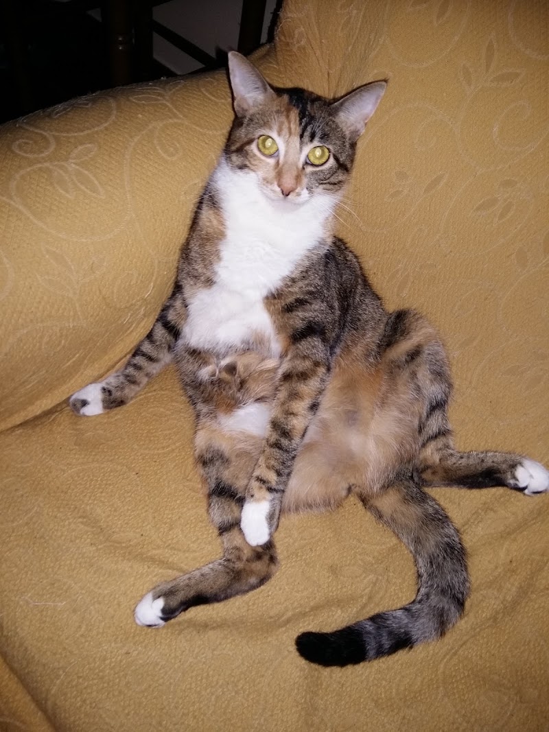 Clínica Veterinaria Anida photo 3