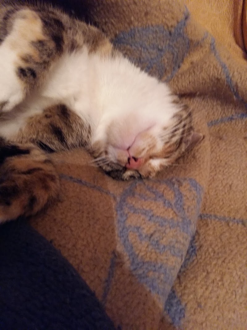 Clínica Veterinaria Anida photo 4