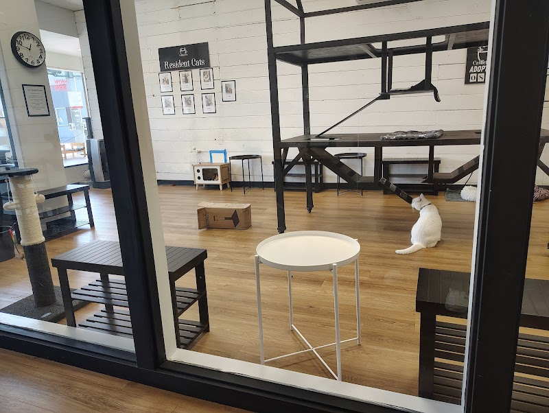 Catffeinated photo 3