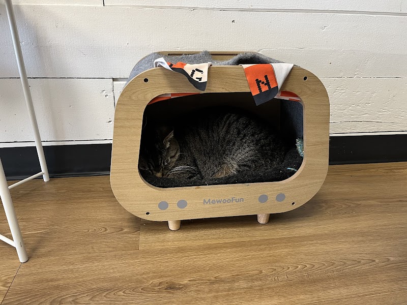 Catffeinated photo 4