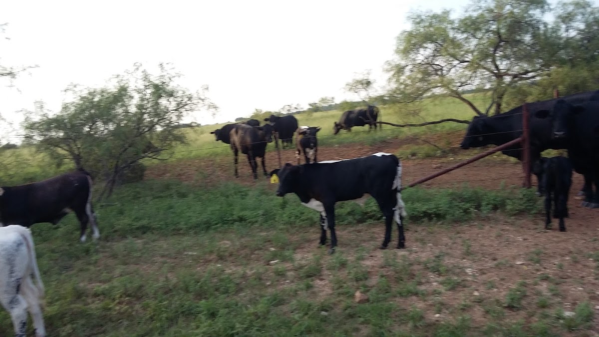 Three Springs Horse Ranch