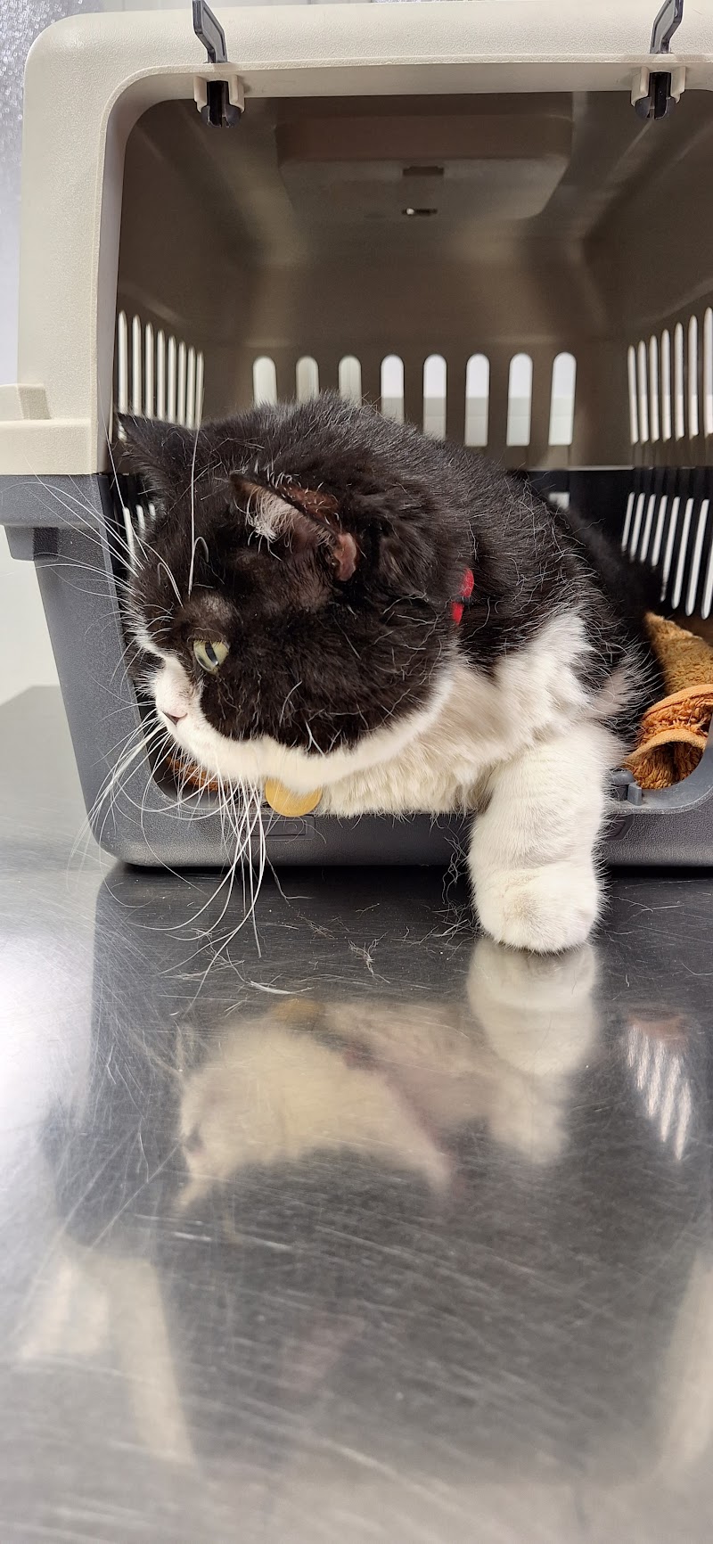 POLICLINICA VETERINARIA CASTELLÓ