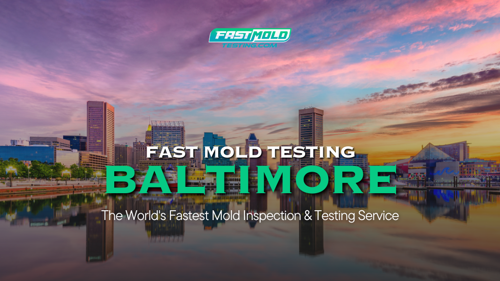 Fast Mold Testing - Baltimore — photo