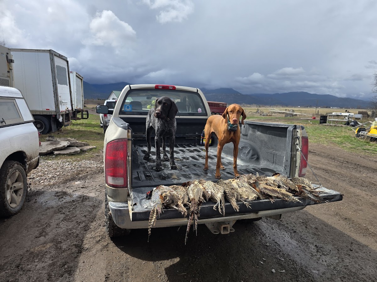 Rooster Ridge Pheasant Club