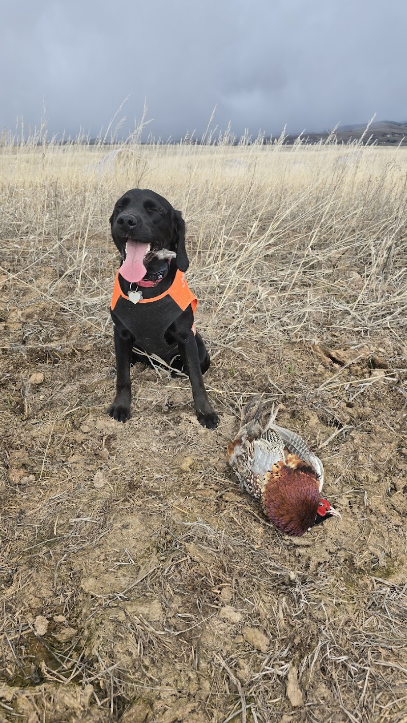 Rooster Ridge Pheasant Club - Photo 1