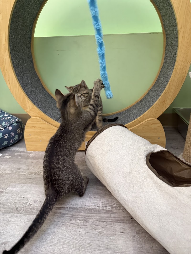 Toe Beans Cat Cafe photo 4