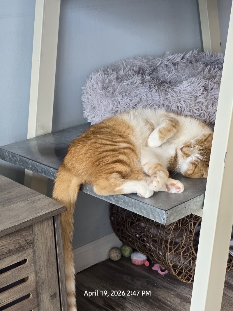 Cattfeinated Cat Cafe photo 4