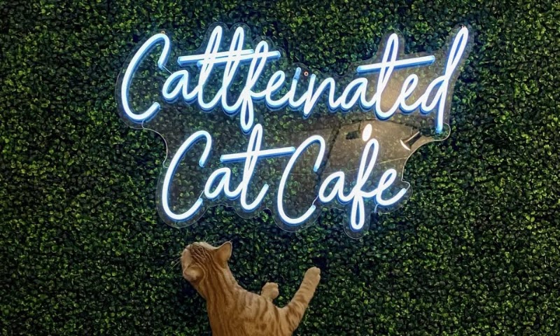 Cattfeinated Cat Cafe photo 3