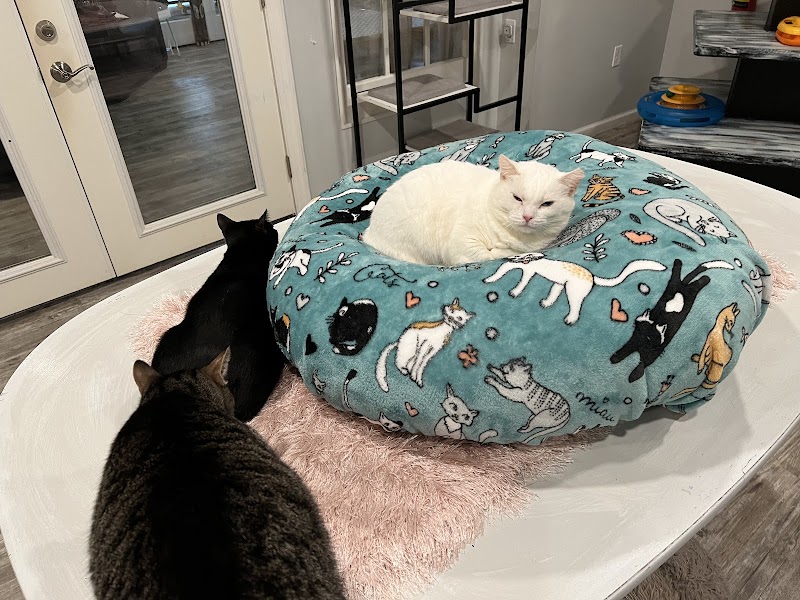 Cattfeinated Cat Cafe photo 2