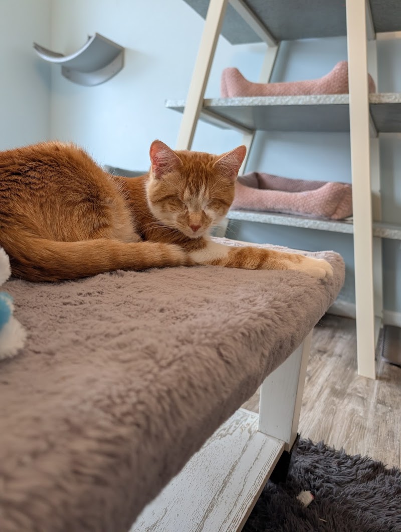 Cattfeinated Cat Cafe photo 4