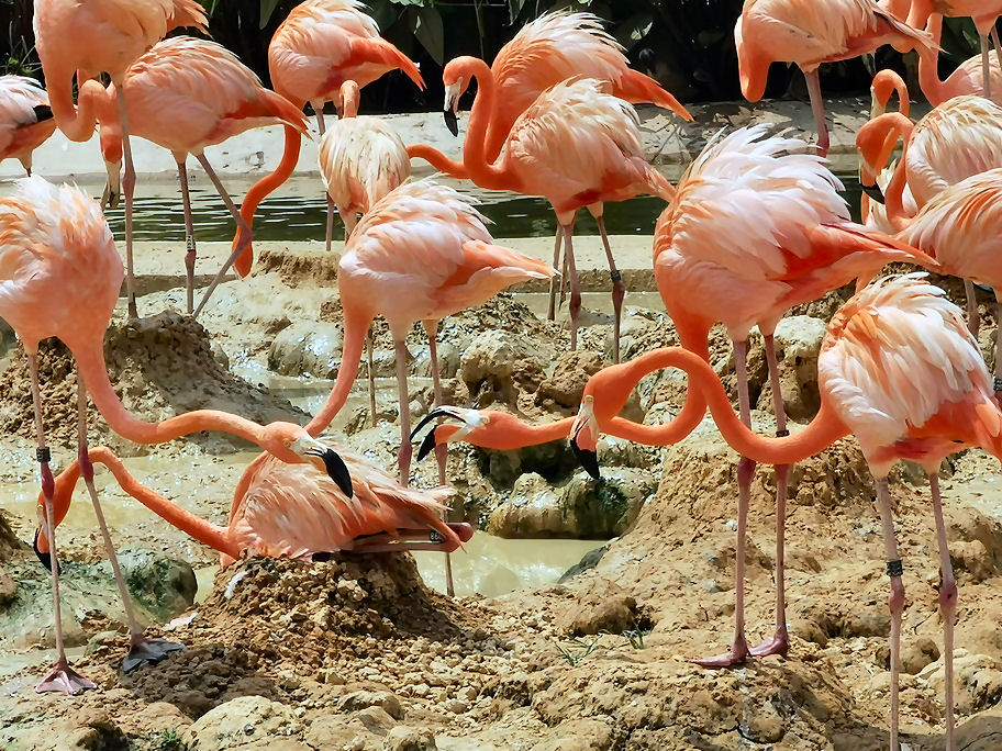 Bird Paradise fotoğraf 1