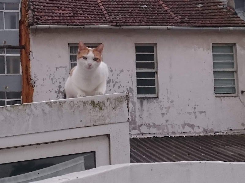 Hospital Clínico Veterinario Ultramar Urgencias 24h photo 4