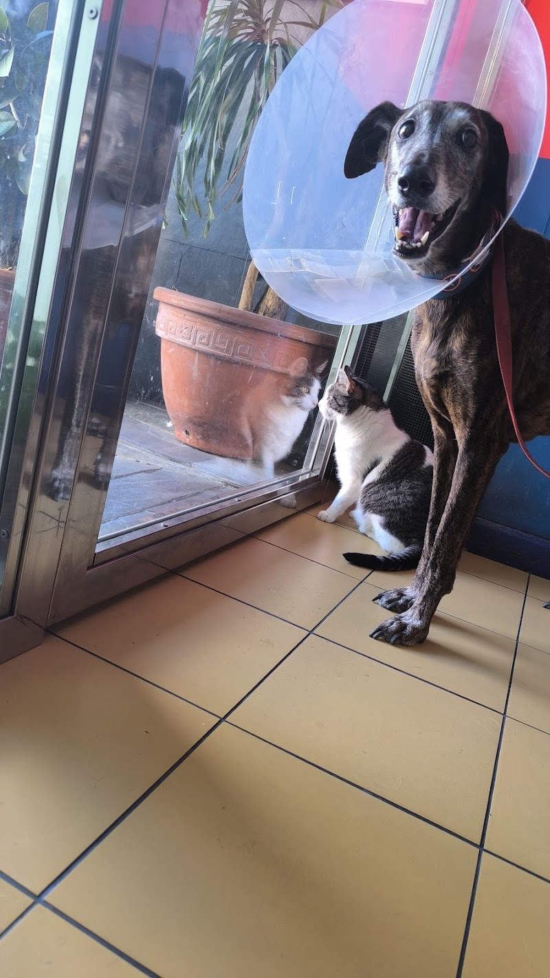 Hospital Clínico Veterinario Ultramar Urgencias 24h photo 5