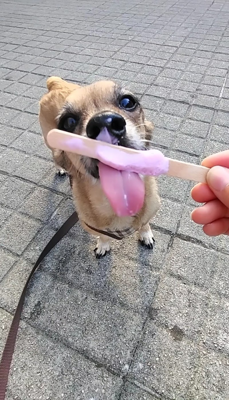 Hospital Clínico Veterinario Ultramar Urgencias 24h photo 3