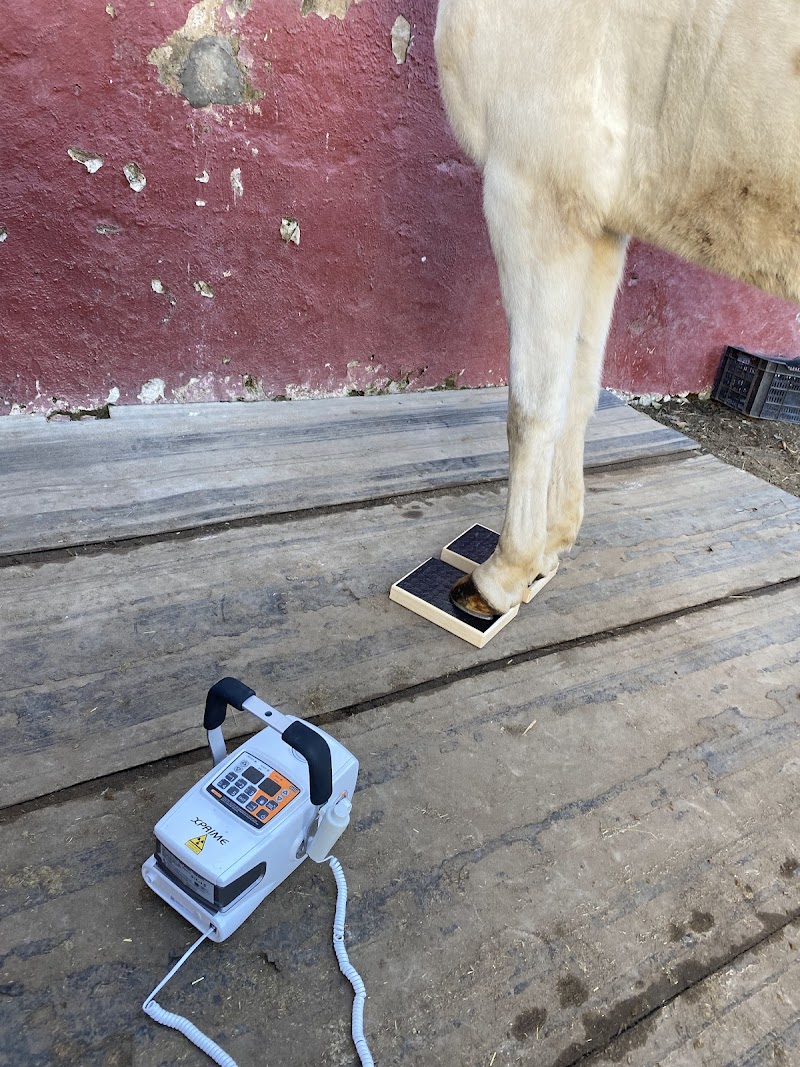Clínica Equina Móvil Jesús González Martín