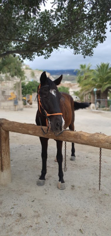 Horseback Riding in Timanfaya photo 4