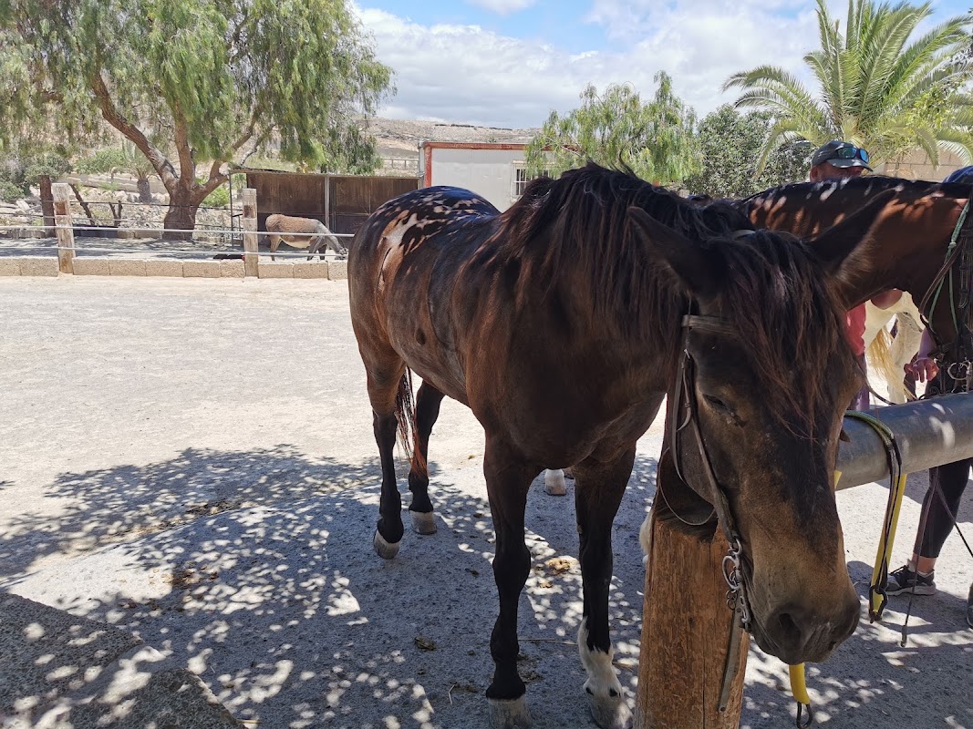 Horseback Riding in Timanfaya photo 3
