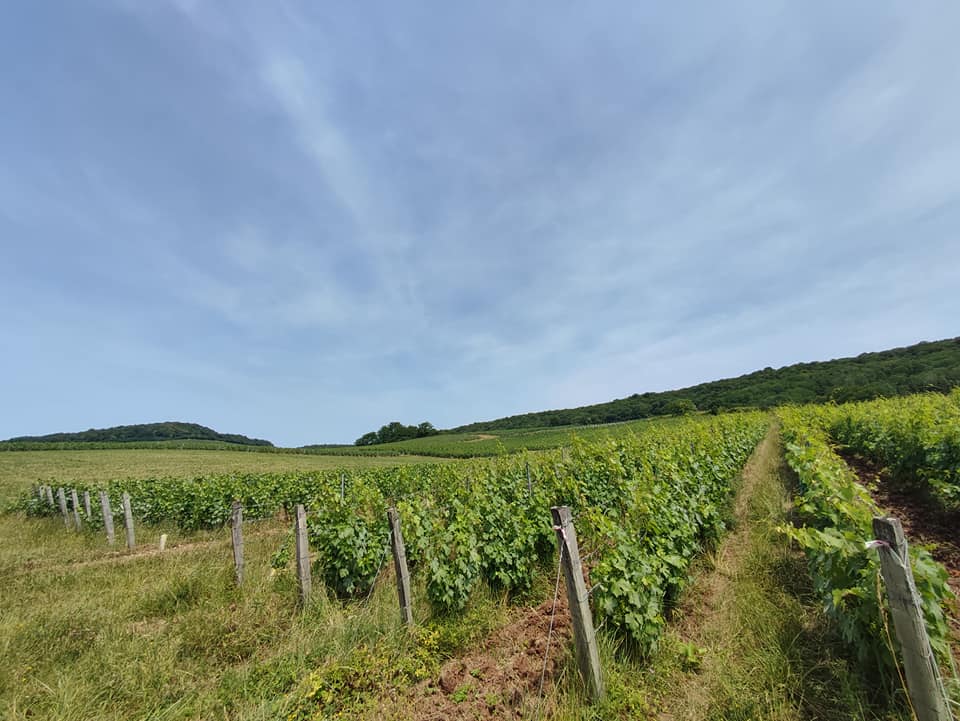 Domaine Christophe RICHARD