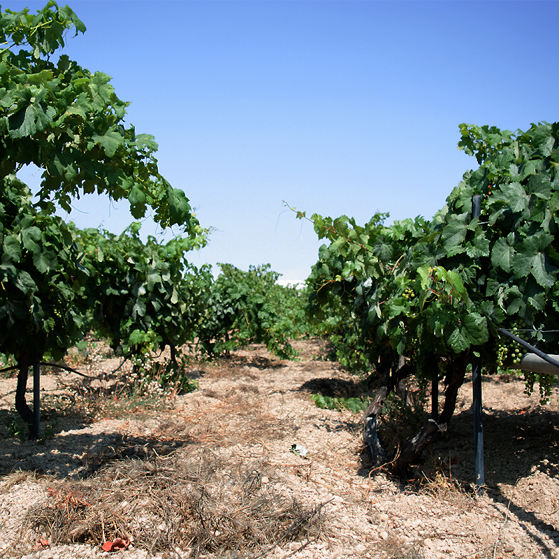 Reverón Wines