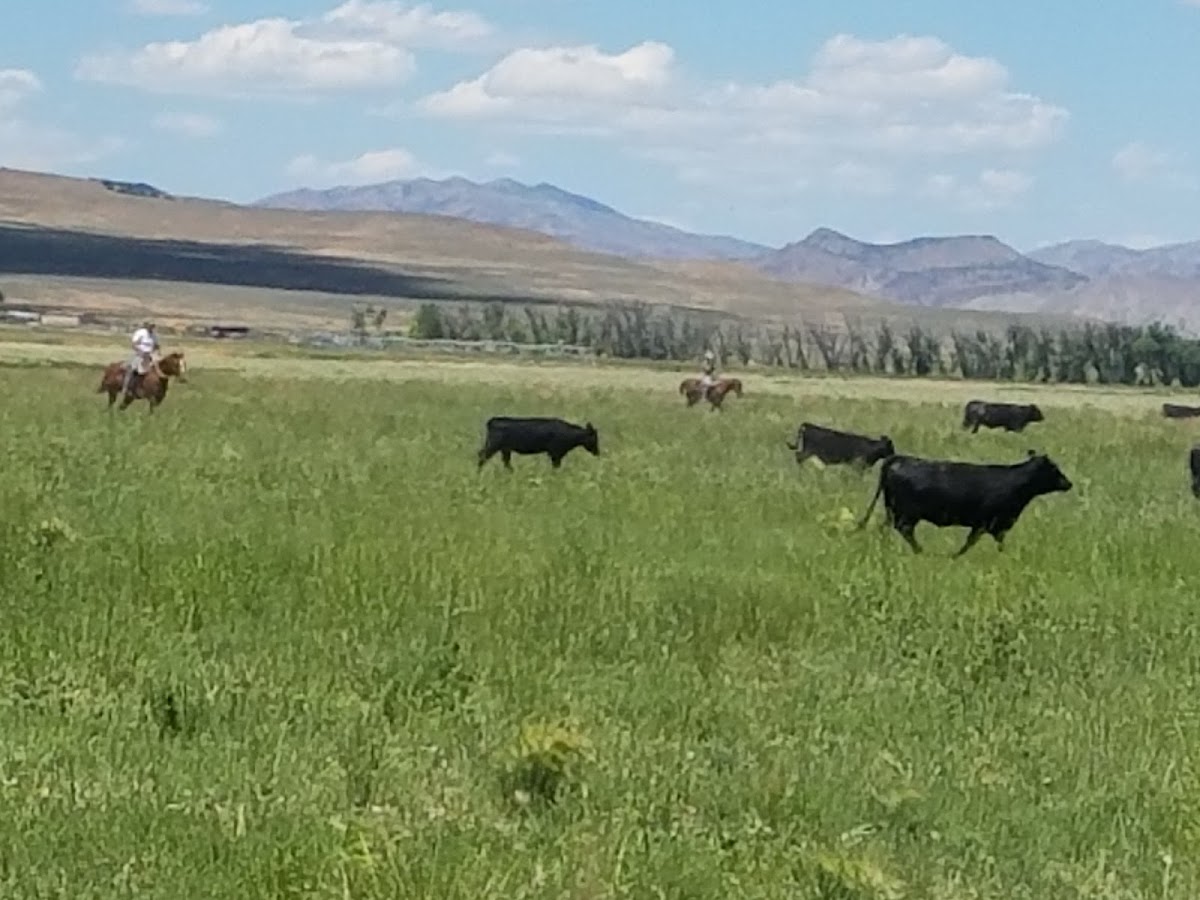 Winecup Gamble Ranch