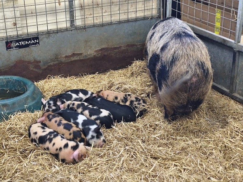 Longdown Activity Farm