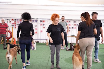 טליה חינוך כלבים ואנשים להצלחה