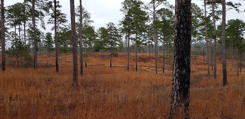 Pine Ridge of Alabama - Photo 1
