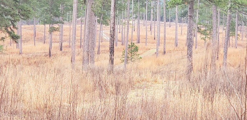 Pine Ridge of Alabama - Photo 4
