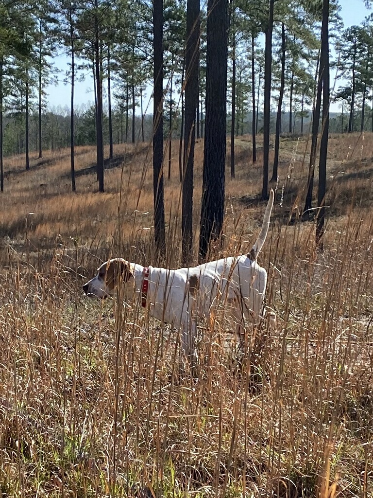 Pine Ridge of Alabama