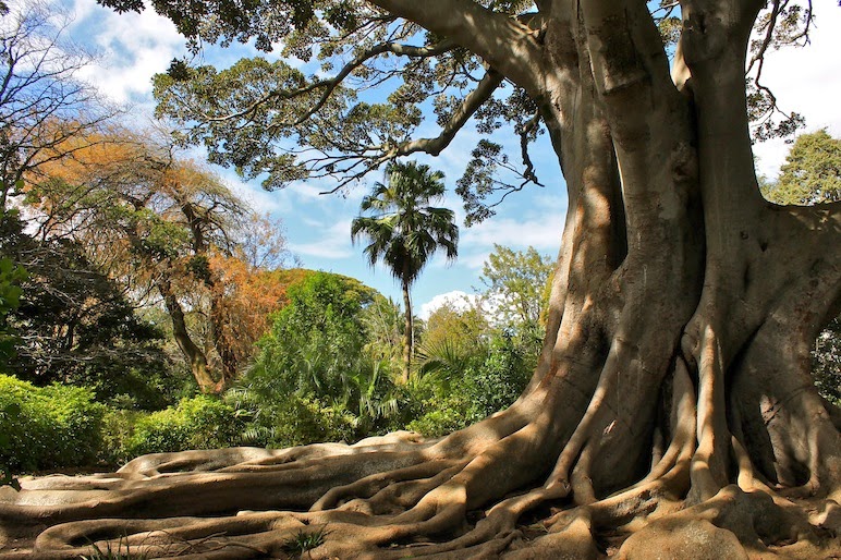 Arderne Gardens fotoğraf 1