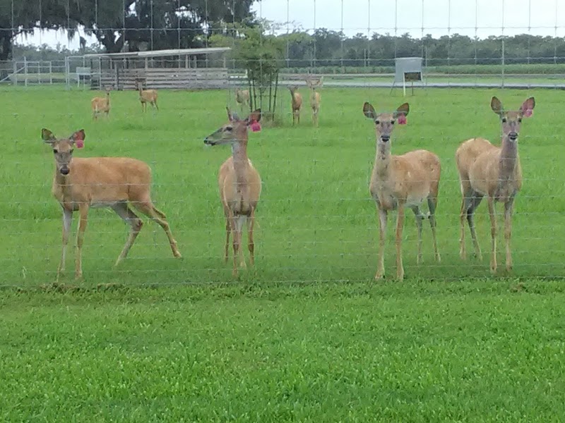 Golden Ranch Plantation - Photo 1