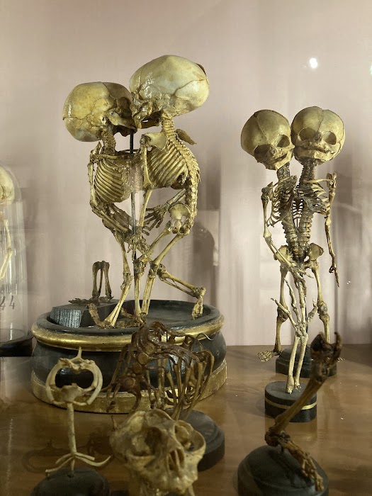 MUSA - Museo Universitario delle Scienze e delle Arti fotoğraf 1