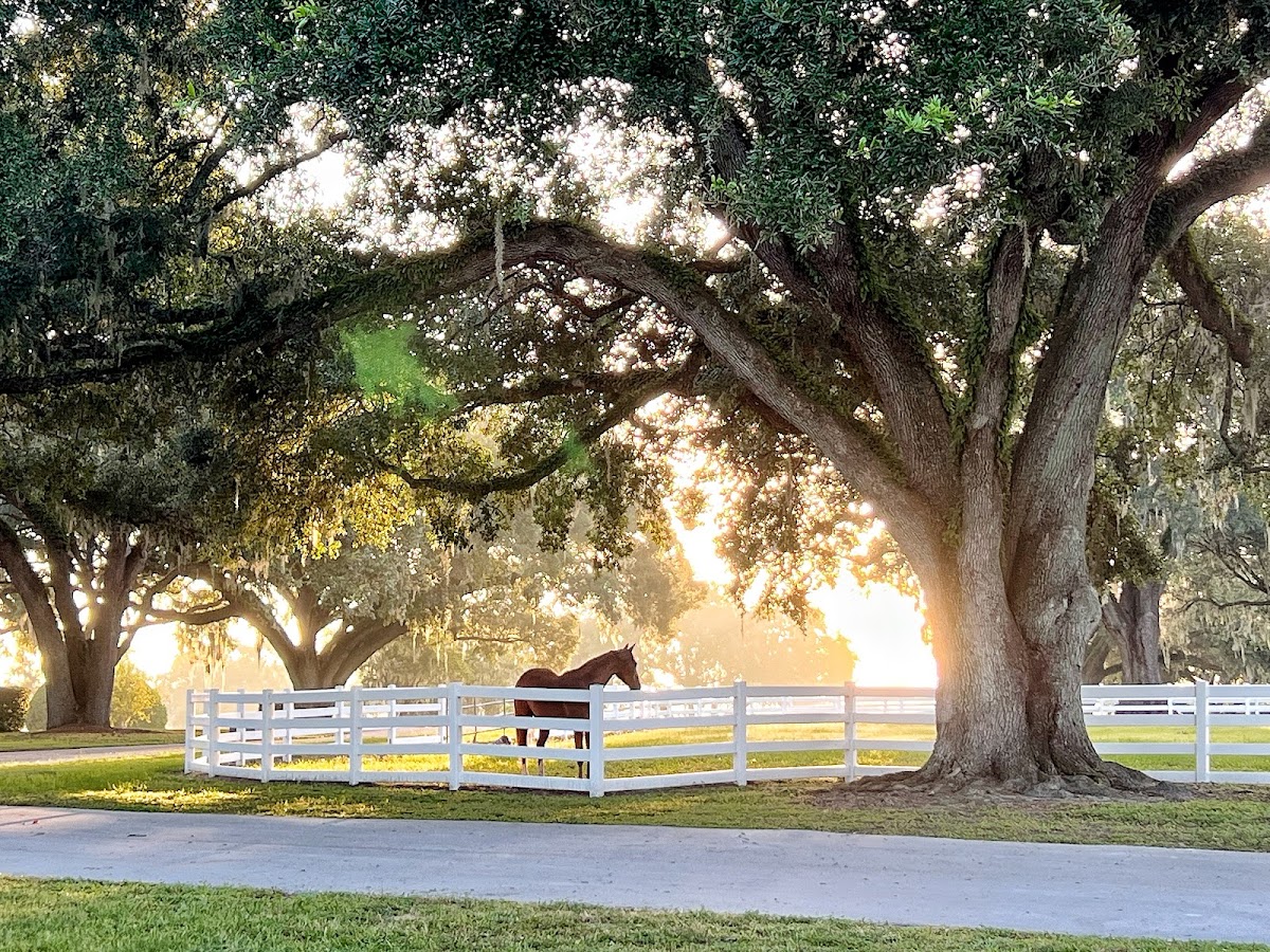 BG Ocala Ranch
