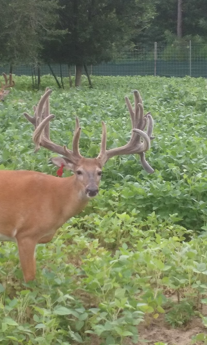 Bontrager Whitetails - Photo 1