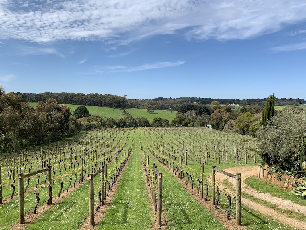 Morning Sun Vineyard