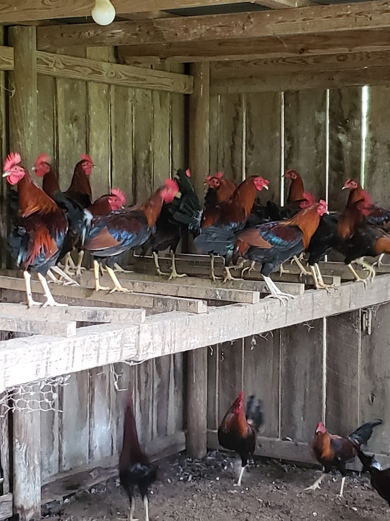 Johnnie Jumper Farm LLC - Photo 3
