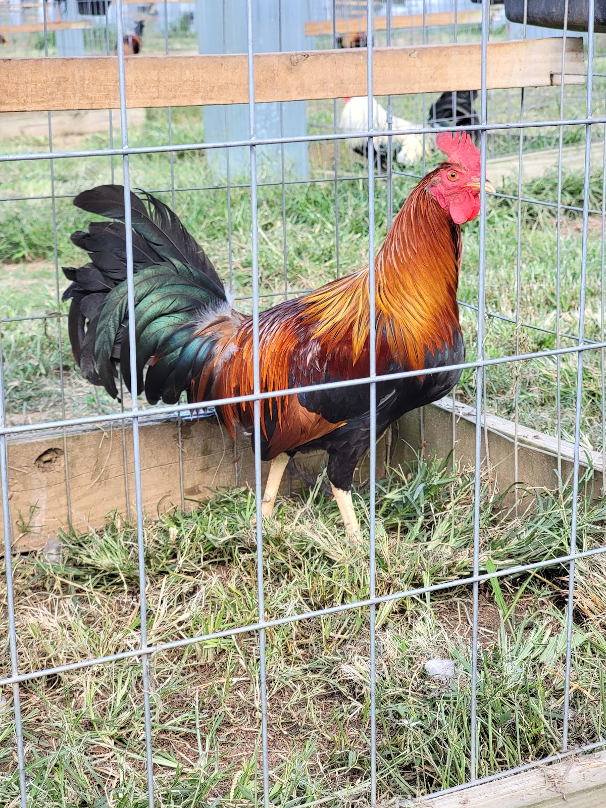 Johnnie Jumper Farm LLC