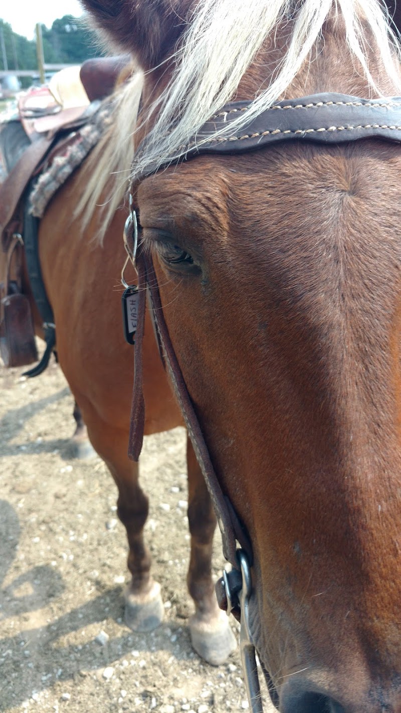 Star HB Farms - Photo 3
