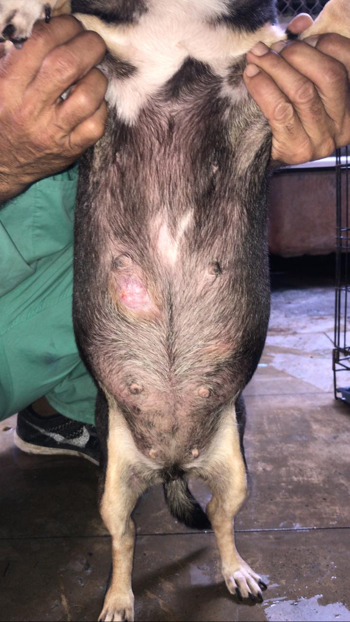 Servicios Veterinarios - Imagen 1