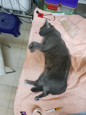 מרפאה וטרנרית ד"ר טלי שטיין