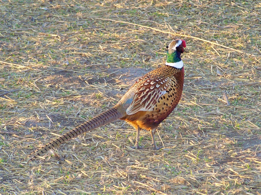 Pheasant Grove Hunting Club
